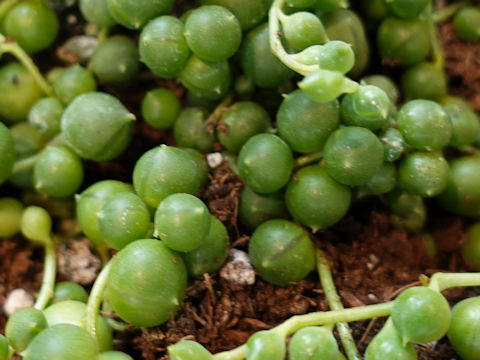 Senecio rowleyanus