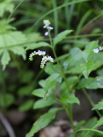 Trigonotis brevipes