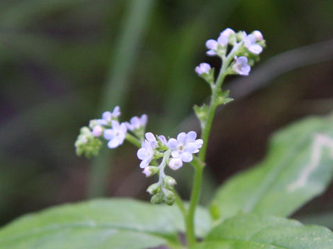 Trigonotis brevipes