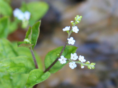 Trigonotis brevipes