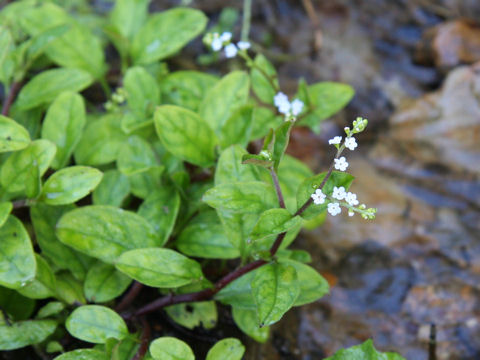 Trigonotis brevipes