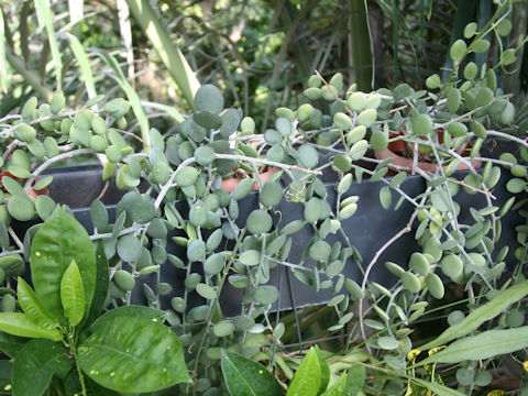 Xerosicyos danguyi