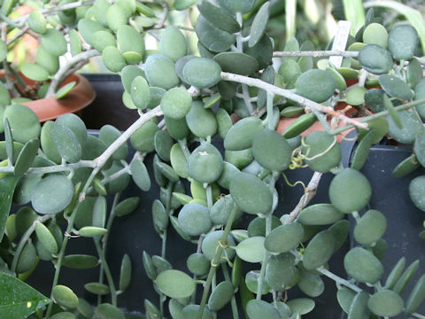 Xerosicyos danguyi