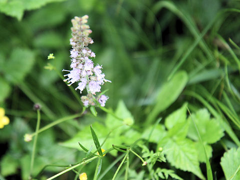 Salvia lutescens var. crenata