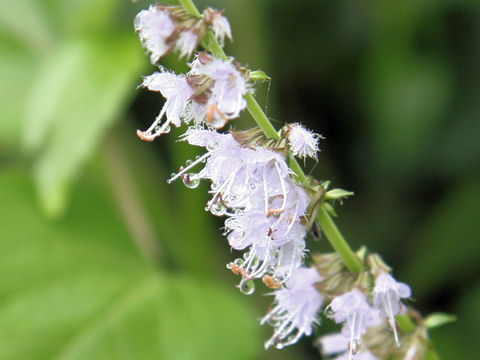 Salvia lutescens var. crenata