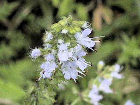 Salvia lutescens var. crenata