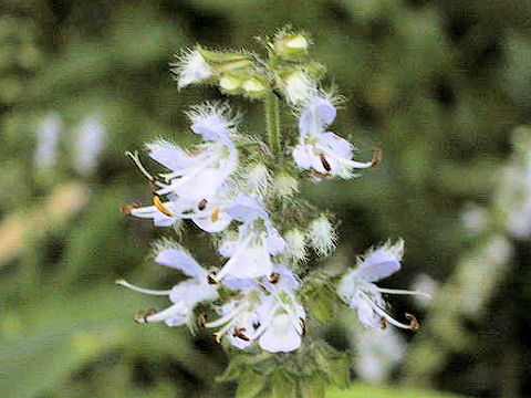 Salvia lutescens var. crenata