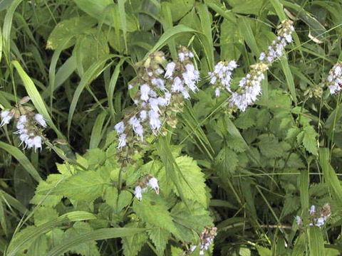 Salvia lutescens var. crenata