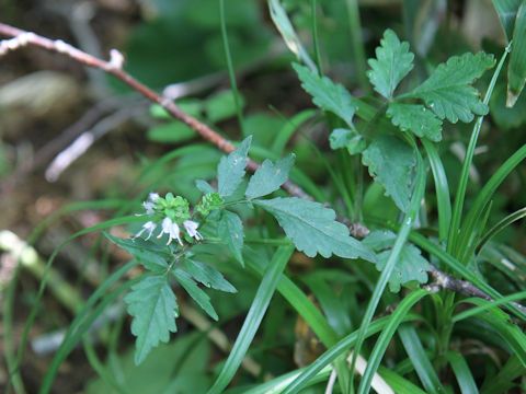 Salvia lutescens var. crenata