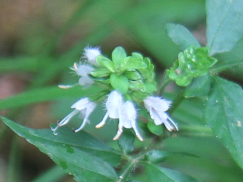 Salvia lutescens var. crenata