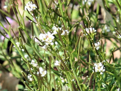 Cardamine hirsuta