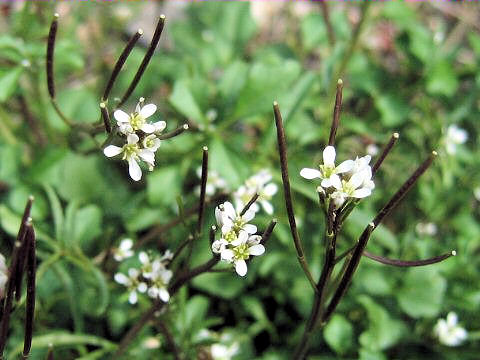 Cardamine hirsuta