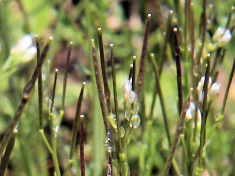 Cardamine hirsuta