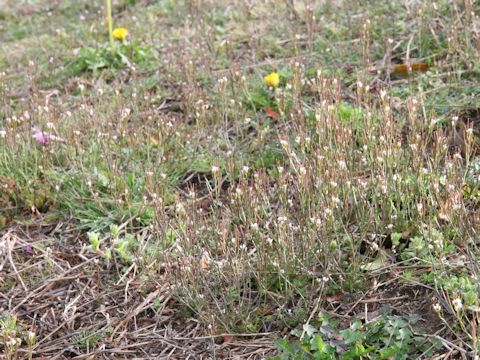 Cardamine hirsuta