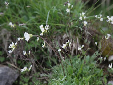 Cardamine hirsuta