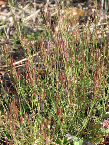 Cardamine hirsuta