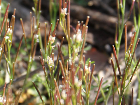 Cardamine hirsuta