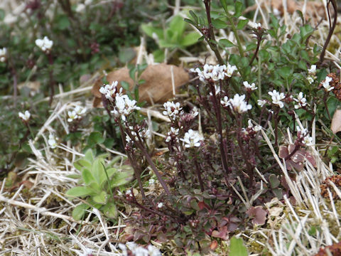 Cardamine hirsuta