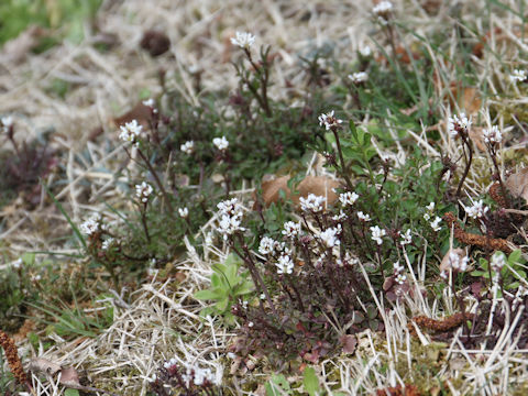 Cardamine hirsuta