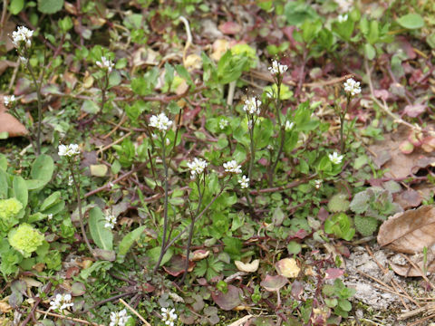 Cardamine hirsuta