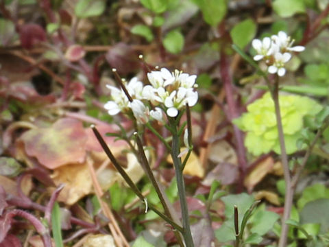 Cardamine hirsuta