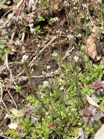 Cardamine hirsuta