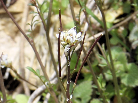 Cardamine hirsuta