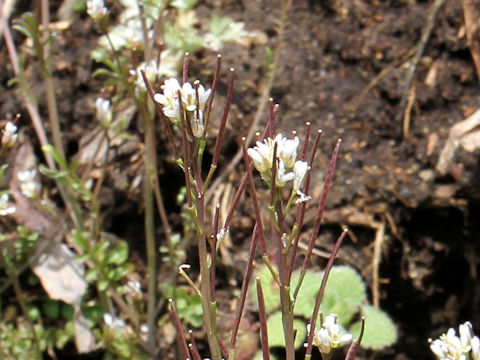 Cardamine hirsuta