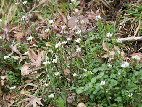 Cardamine hirsuta