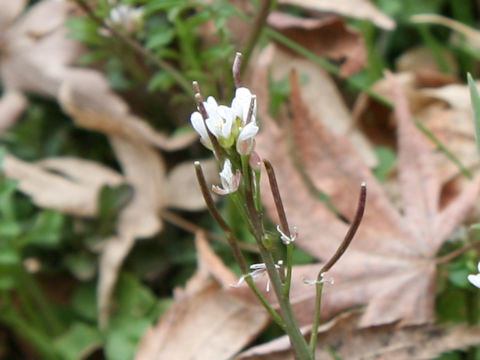 Cardamine hirsuta