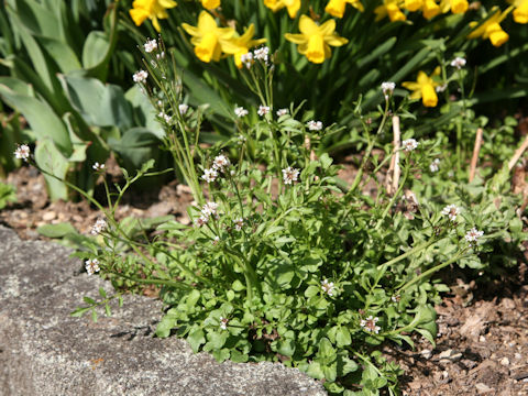 Cardamine hirsuta