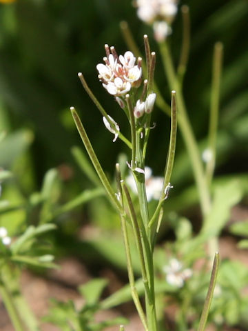 Cardamine hirsuta