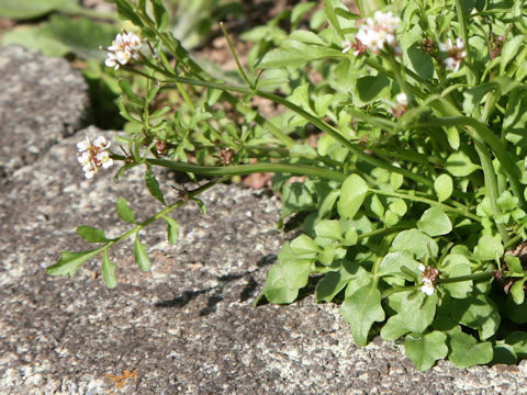 Cardamine hirsuta