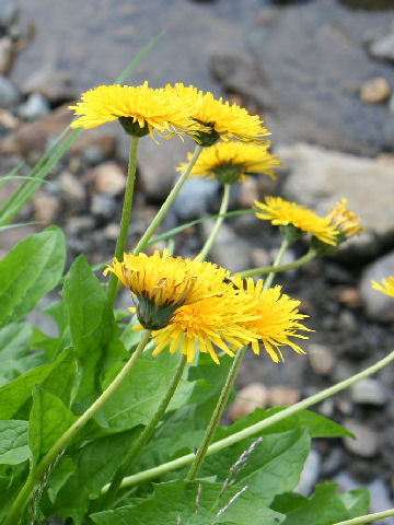 Taraxacum alpicola