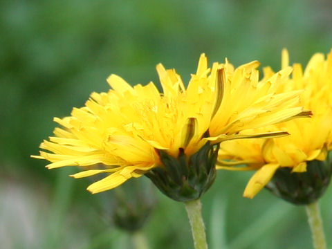 Taraxacum alpicola