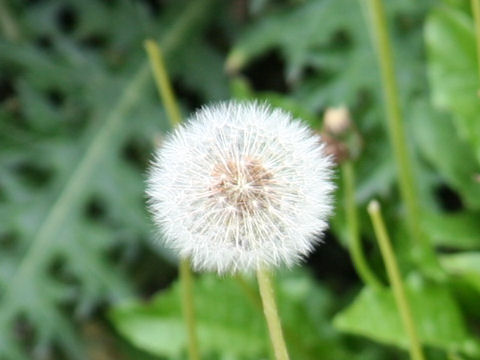 Taraxacum alpicola