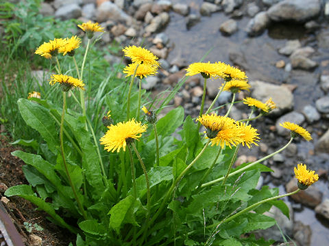 Taraxacum alpicola