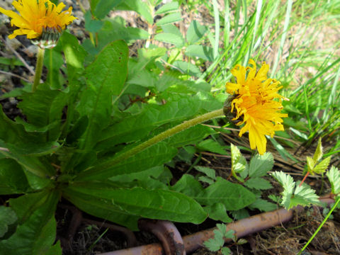 Taraxacum alpicola