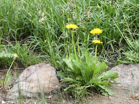 Taraxacum alpicola