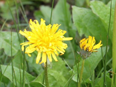 Taraxacum alpicola