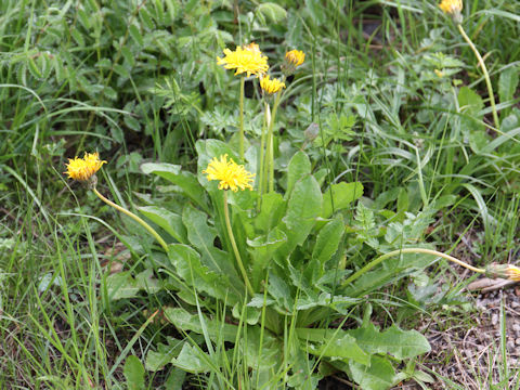 Taraxacum alpicola