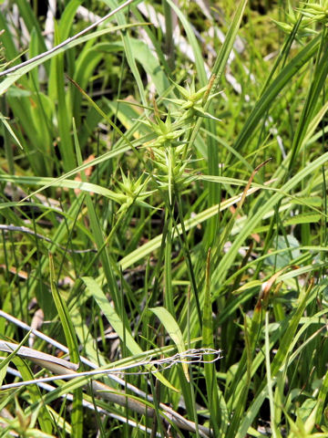 Carex michauxiana var. asiatica