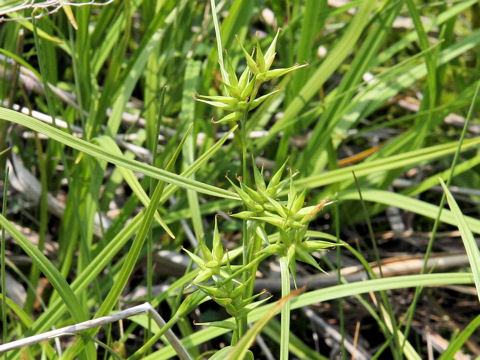 Carex michauxiana var. asiatica