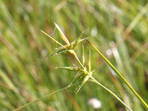 Carex michauxiana var. asiatica