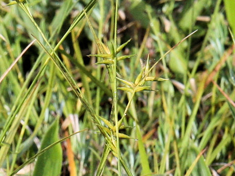 Carex michauxiana var. asiatica