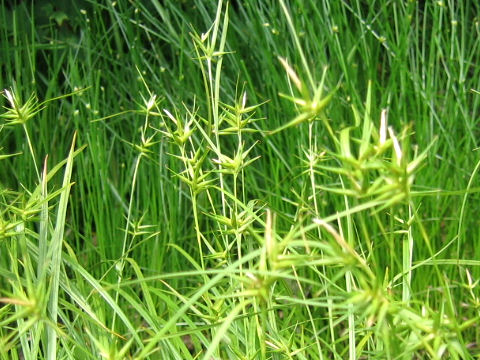 Carex michauxiana var. asiatica