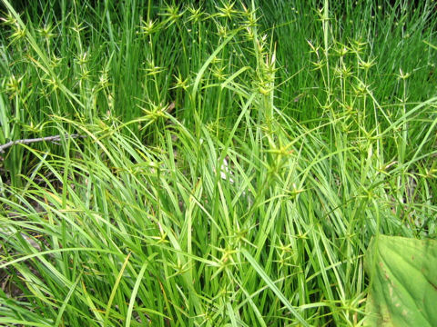 Carex michauxiana var. asiatica