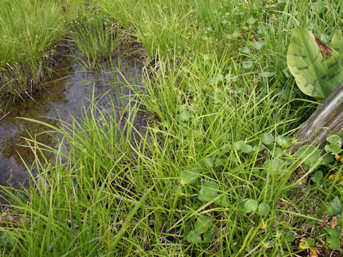 Carex michauxiana var. asiatica