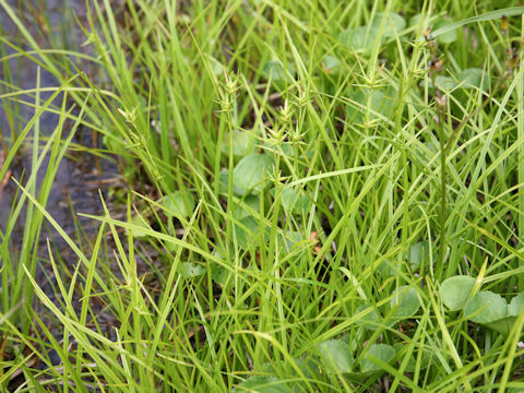 Carex michauxiana var. asiatica