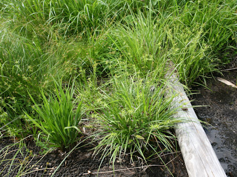 Carex michauxiana var. asiatica